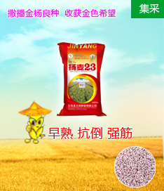 精美海報圖